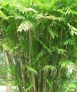 Truffaut -Truffaut 142219a2b2e7105c