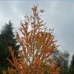 Truffaut -Truffaut 63fdf472967317.66531630