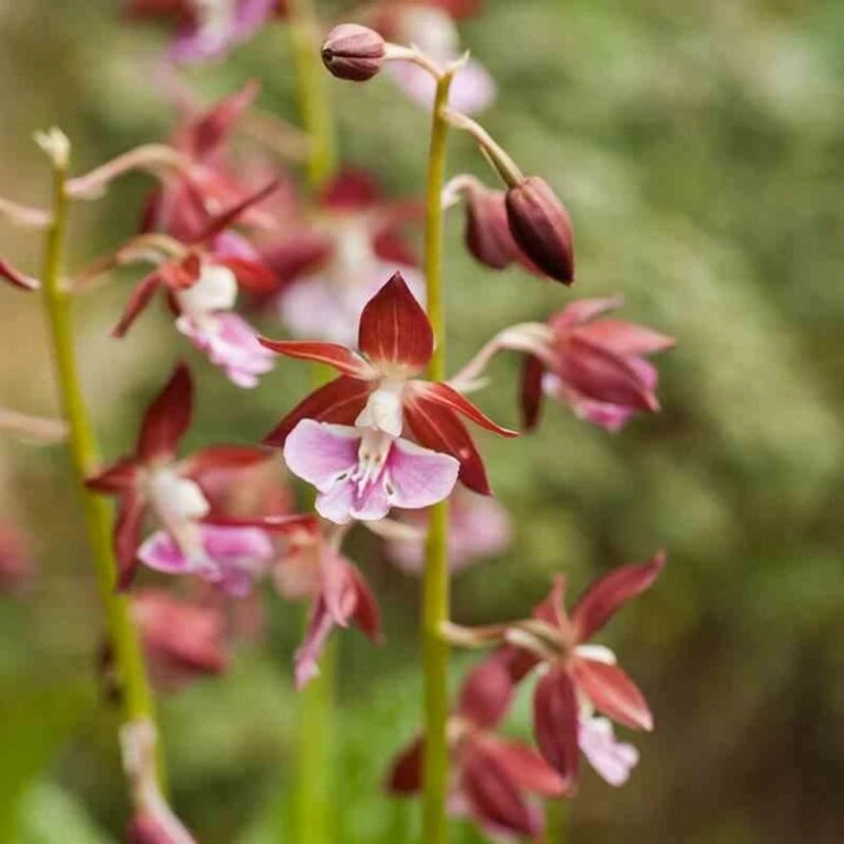 Truffaut -Truffaut 640394293af0f9.29007006 768x768 1