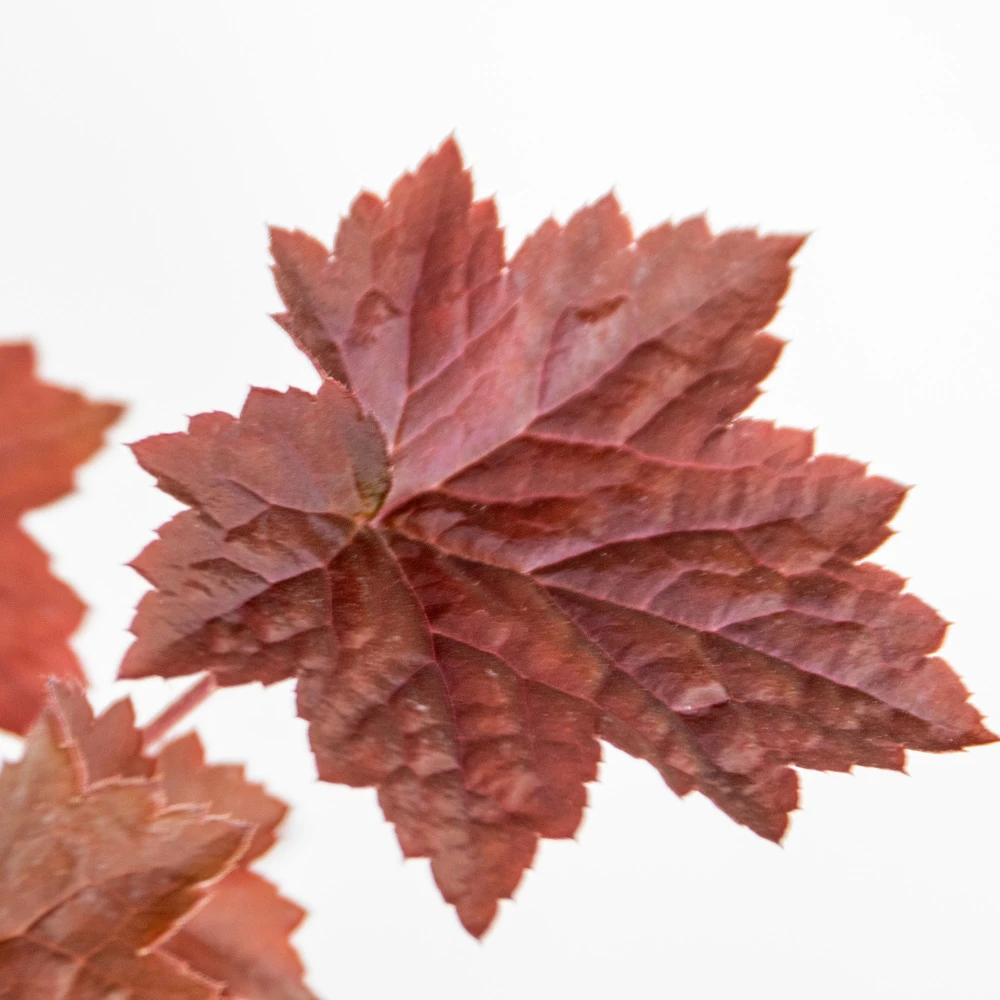 Truffaut -Truffaut 640b75729e97f1.79834688