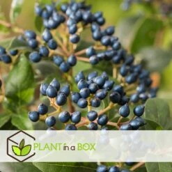 Truffaut -Truffaut 64594fc7378db5.93259658