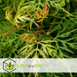 Truffaut -Truffaut 64594fe7601833.86126746